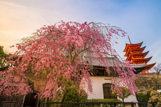 佛教著名的旅行宫岛日本红塔的三仓图片