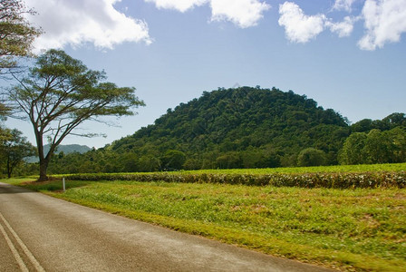 澳大利亚Daintree公园植被澳大利亚雨林旅行图片