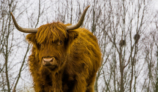 美国人肉有角的高原牛群面部紧闭苏格兰牛流行的家畜养殖图片