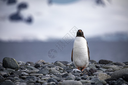 支撑冰冷孤企鹅站在灰石岸上其背景是冰川安静的图片