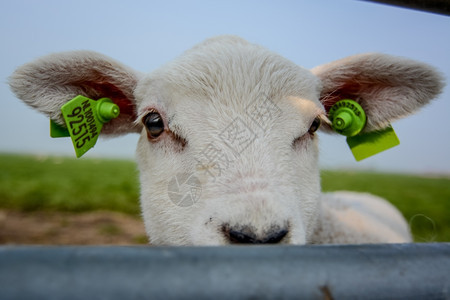羔羊头穿过栅栏牧场地乡村的图片