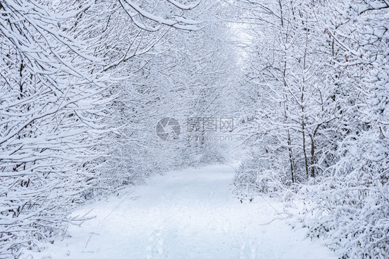 农村白色的温冬之路森林中的白雪路仙境图片