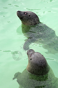 纹素海洋哺乳动物Texel生态园池的封印图片