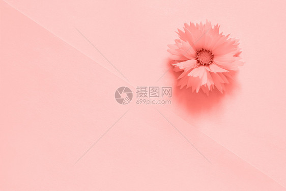 女潮人纸背景上的一朵粉色花调2019年时尚珊瑚色最小样式复制空间模板用于刻字文本或您的设计创意顶视图纸背景上的一朵粉色花调年时尚图片