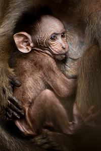 年轻的妈在印度南部野外生动物中母亲手臂喂奶的小婴儿黑猴哺乳动物的肖像在野生动物中童年图片