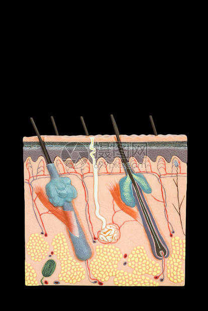 神经教学卵泡以黑色背景隔离的人工体皮肤组织模拟人造型图片