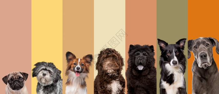 人们7个狗肖像在土形自然颜色调盘前所有看着摄影机的七只狗肖像在自然颜色面前的七只狗肖像朋友横幅图片