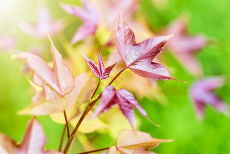 季节红树叶甜口香糖或有阳光的Formosan口香糖在绿色背景下于春季开花盛来在春天红树叶以色为蓝本芽年轻的图片