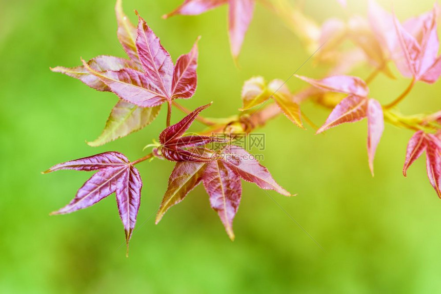 枝条季节红树叶甜口香糖或有阳光的Formosan口香糖在绿色背景下于春季开花盛来在春天红树叶以色为蓝本充满活力图片