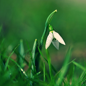 草地植物学野生动在阳光明媚的一天有着丰富多彩自然背景的初春花朵美丽的小白雪滴在草丛中冬季结束加兰特胡斯尼瓦利图片