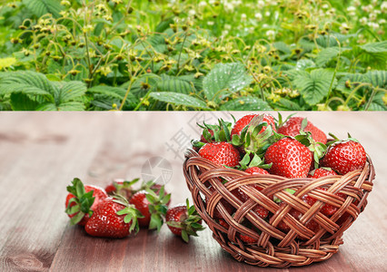 红色的草莓散落在木制桌上和一篮子草莓在木制桌子和一篮草莓上成熟的灌木布丛中花园新鲜的图片