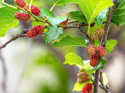 甜的农业树上木莓果和绿叶子这是种水果可以吃在有红紫色的橙美味又甜的Mulberry树木背景图片