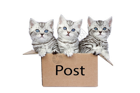三只英国短头发黑银小猫在纸板盒里白底隔离在色背景上挤舍内维尔直立图片
