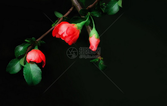 黑背景的日本昆斯红芽卡片复制空间有选择软焦点火花日本昆斯缝合报一种玫瑰充满活力图片