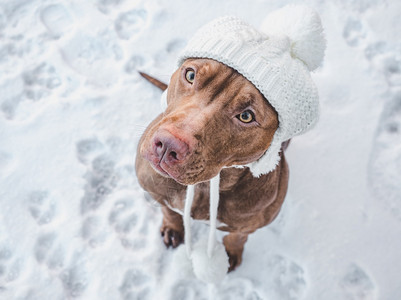 最佳可爱的漂亮巧克力色小狗特写户外日光护理教育服从训练养宠物的概念可爱漂亮的巧克力色小狗特写年轻的肖像图片