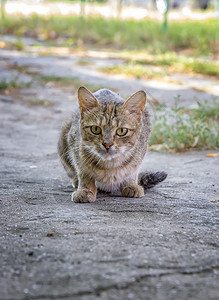 晶须一只饥饿的野猫正在猎杀咪准备在攻击前跳到她跟踪的猫身上某物观察图片