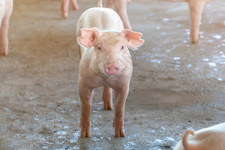 自然当地一家东盟猪养场健康2个月大的小猪标准化清洁耕作的概念没有影响猪生长或育的当地疾病或条件在不出现影响猪生长或繁殖的当地疾病图片
