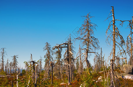 苔藓旅行在俄罗斯卡雷利亚Karelia山夏日Vottovaara山自然保护区的陌生干枯树木中户外图片