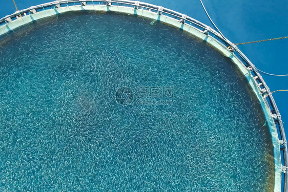 农业欧洲风景优美海上养鱼场用圆网围起来海上养鱼场用圆网围起来图片