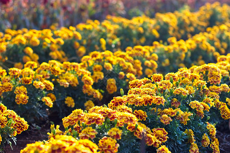 可选择的场地花园里布满的法国MarigoldTagetesPatula橙黄色的花朵绿叶小灌木选择焦点春天图片