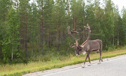 斯堪的纳维亚芬兰在绿林背景下路边有角的成年鹿在绿林背景之下喇叭栖息地图片