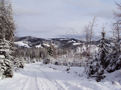 下雪的林地寒冬清晨有阳光的季道路早晨图片