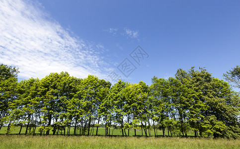 田园诗般的在路边生长绿叶树的林木在一排长成的夏季风景树天气公园背景图片