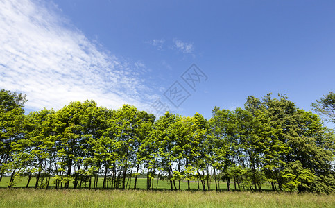 田园诗般的在路边生长绿叶树的林木在一排长成的夏季风景树天气公园图片