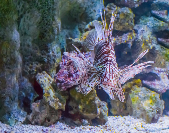 一只来自热带海洋的危险和毒液化水族馆宠物在热带海洋中盐水恶毒的有图片