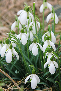 早期的开花白雪雨是最早的春花之一可以用作春天背景的花户外图片