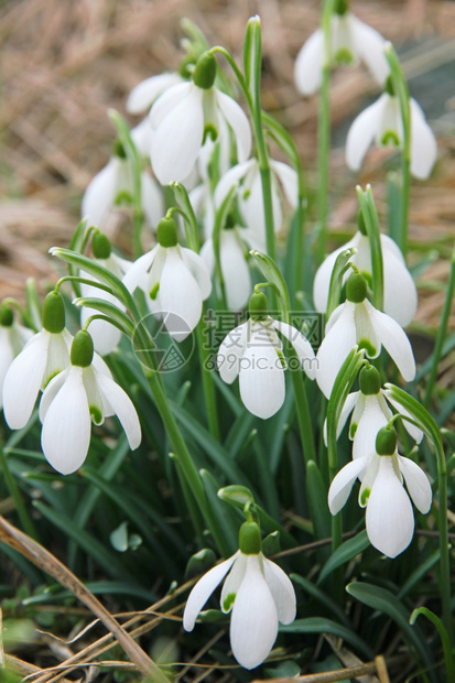 早期的开花白雪雨是最早的春花之一可以用作春天背景的花户外图片