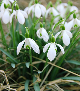 能够花朵白雪雨是最早的春花之一可以用作春天背景的花雌蕊图片