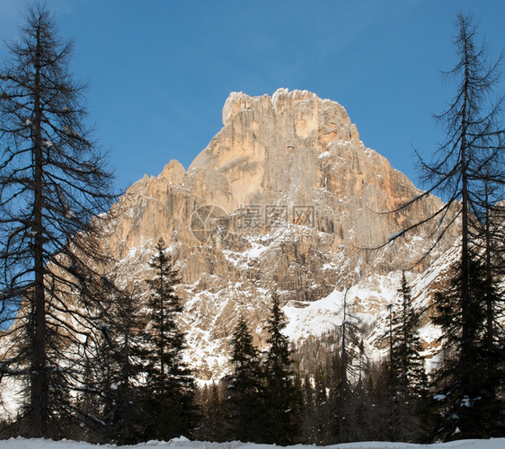 树风景优美在意大利北部多洛米特人区的一幅闪光冬季景象冰冷图片