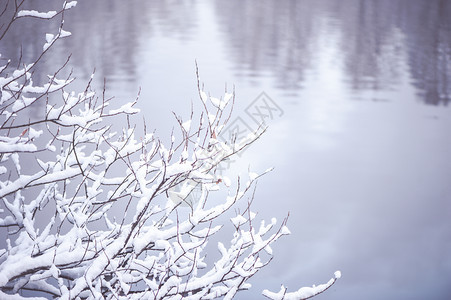 树枝覆盖在模糊湖泊背景下的积雪在模糊湖泊的背景下覆盖树枝状以雪遮盖模糊的冻结魔法图片