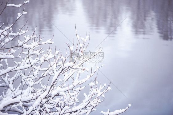 树枝覆盖在模糊湖泊背景下的积雪在模糊湖泊的背景下覆盖树枝状以雪遮盖模糊的冻结魔法图片