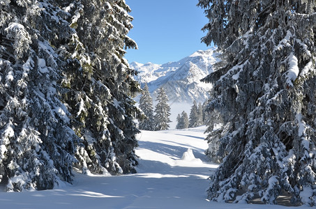 冬季雪景风光图片