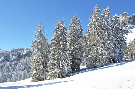 冬季雪景风光图片