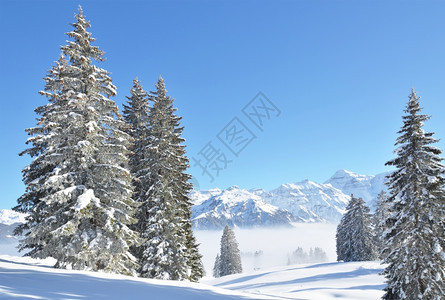 冬季雪景风光图片