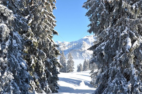 冬季雪景风光图片