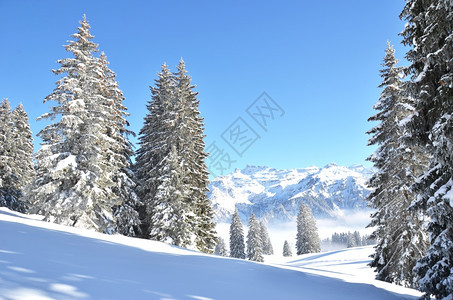 冬季雪景风光图片