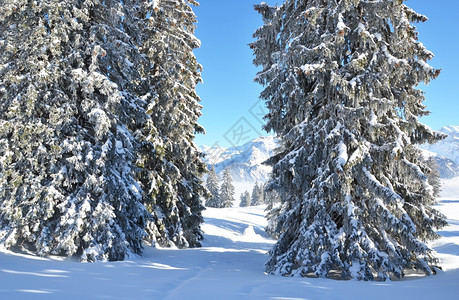 冬季雪景风光图片