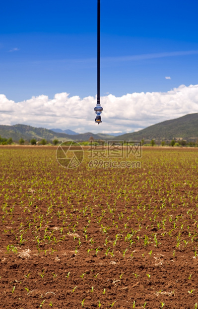 叶子一种灌溉喷洒器在玉米芽田之上庄稼新鲜的图片