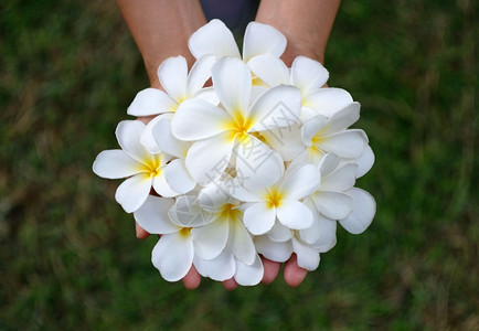 芳香疗法手头有白棕榈花或弗吉帕尼SPA处理概念放松福利图片