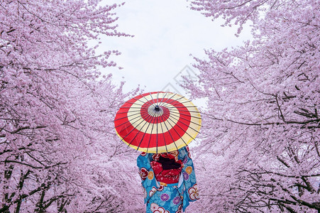 美丽的在日本春天身穿传统和服樱花的亚洲妇女树时尚图片素材