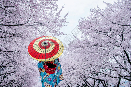 在日本春天身穿传统和服樱花的亚洲妇女户外人们文化图片