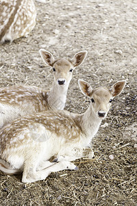 白尾鱼秋天女动物园中的幼鹿有关年轻哺乳动物的细节自然美图片