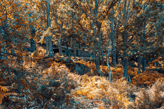 泛黄的树林图片