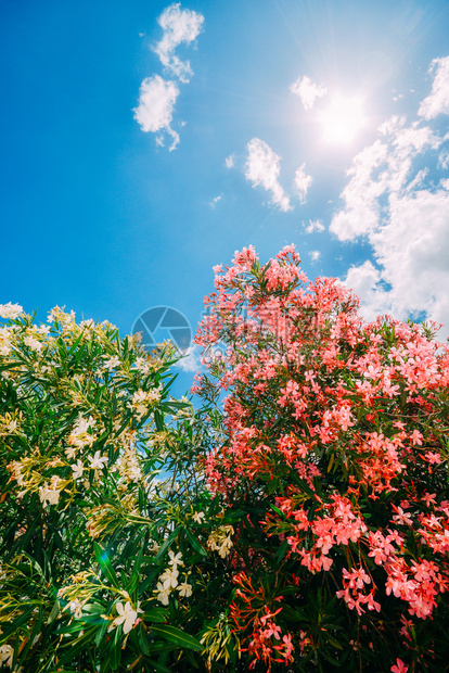 春天在阳光明媚的春日在灌木上与清蓝的天空对准晴蓝色天空时闪亮的粉红花和黄在晴的春季日照亮蓝色天空时复制间景观蓝色的图片