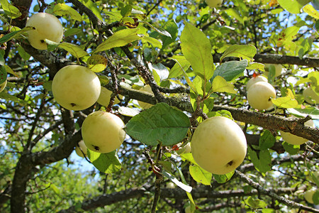 成熟的苹果挂在花园里的树上农村花园里白苹果丰收园里的白苹挂在树上农业水果健康图片