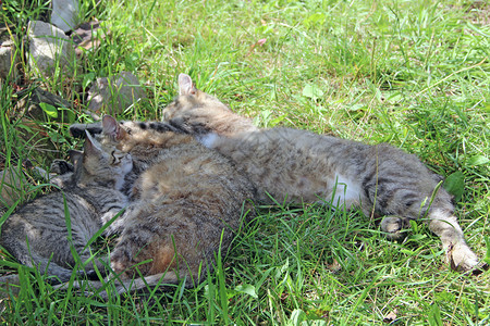 睡眠猫家人着了灰猫在绿草地上婴儿懒惰的图片